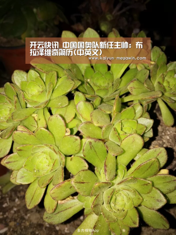 开云快讯_中国国奥队新任主帅:布拉泽维奇简历(中英文)(图2) 开云快讯